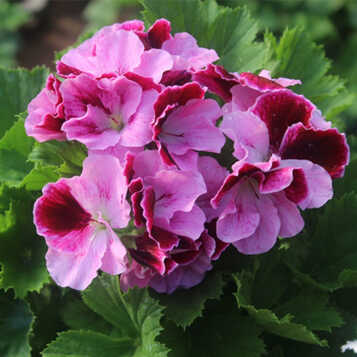 爱之蔓 天竺葵重瓣大花网底盆花苗阳台盆栽地栽勤花多款可选 17号维克