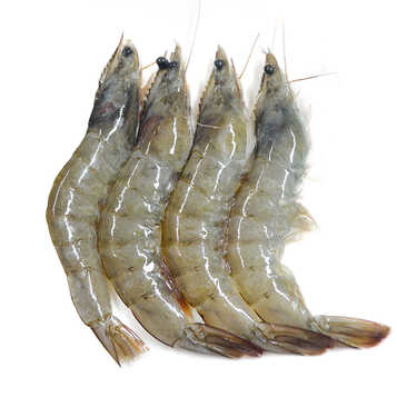 king oscar 生冻凡纳对虾 南美白虾500g 盒装 海鲜水产