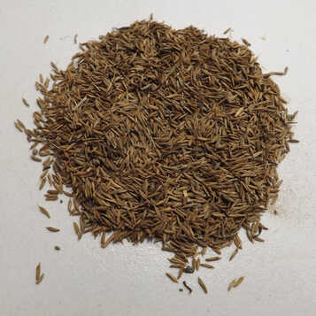 中药材种子蒲公英种子蒲公英籽药用食用野菜婆婆丁花草林木 半斤