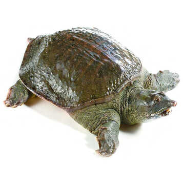 五河田园浍河牌品牌生态甲鱼