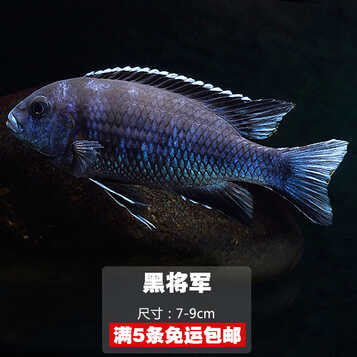 热带鱼观赏鱼三湖慈鲷马鲷坦鲷南美慈鲷淡水鱼大尺寸活体六间171222