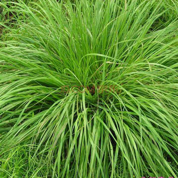 【野牛草种子水牛草矮生型草坪机场跑道公里旁绿化种植 一斤