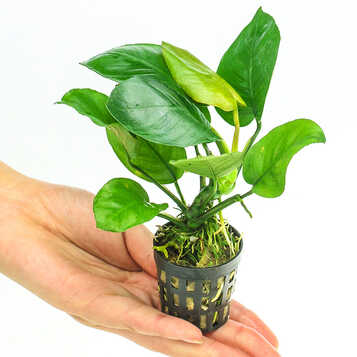 奇溢自然 生态鱼缸水榕真水草小水榕鱼缸造景水草造景 小巴榕单盆 d