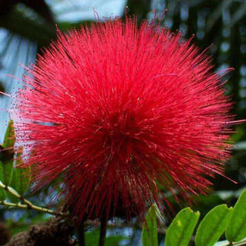 合欢树 绿植盆栽 合欢花树苗 庭院花卉植物芙蓉树 绒花树苗 合欢5年苗