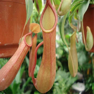 虫草 植物 捕虫草 驱蚊草盆栽苗 抓虫子 多肉 新奇植物 猪笼草驱虫草