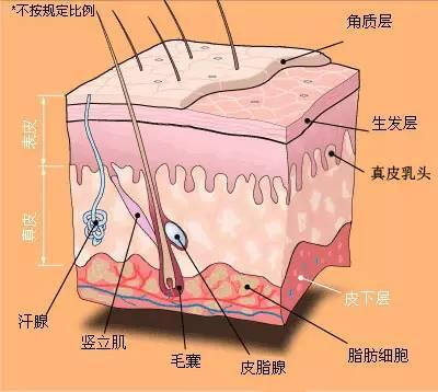 手浸水就变皱 说明体内缺这些 马上补充吧 京东