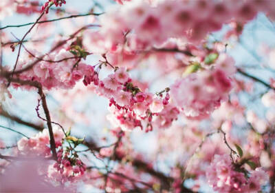 在春暖花开之时，带上美食之心去踏青