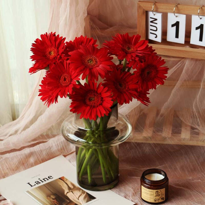 linkinjoy 非洲菊鲜花速递基地直发 红色18枝赠2枝防损