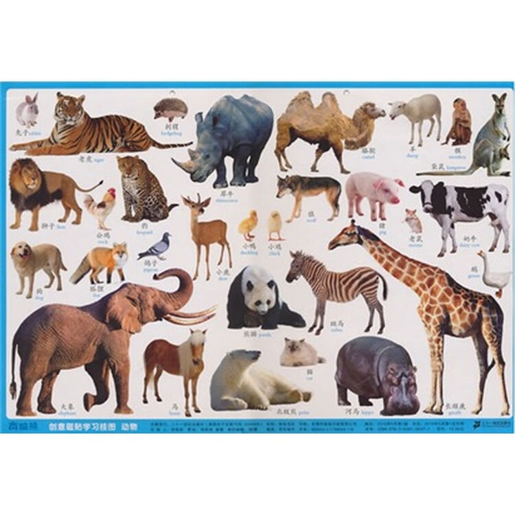 南极熊创意磁贴学习挂图动物