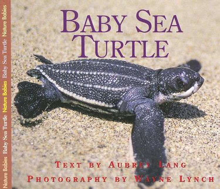 baby sea turtle