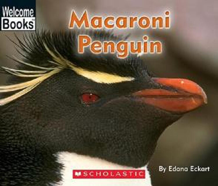 预订macaronipenguin