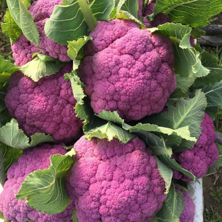 花姬紫荆花紫菜花种子2克紫色花椰菜蔬菜种子基地大棚用种紫荆花紫菜花种子2克 图片价格品牌评论 京东