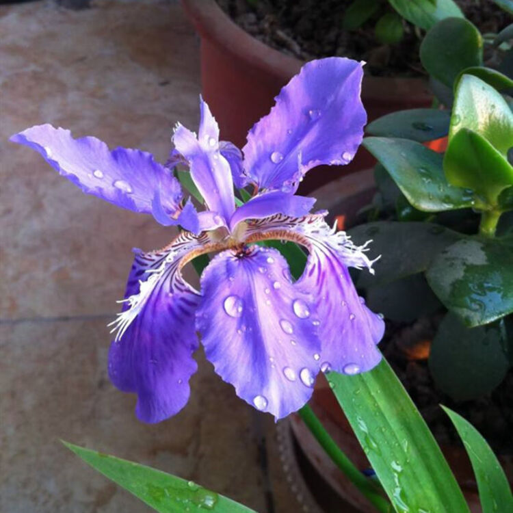 院子里种的花西伯利亚鸢尾花苗挺水植物池塘马兰水生美人蕉莺尾大花萱草蝴蝶兰紫花鸢尾10棵不含盆 图片价格品牌评论 京东