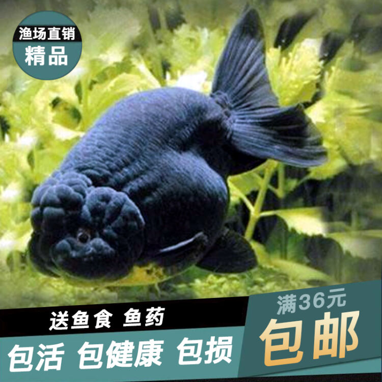 兰寿观赏鱼金鱼活体精品寿奶牛樱花重墨寿淡水冷水鱼水族宠物精品5 6公分青黑色 图片价格品牌评论 京东