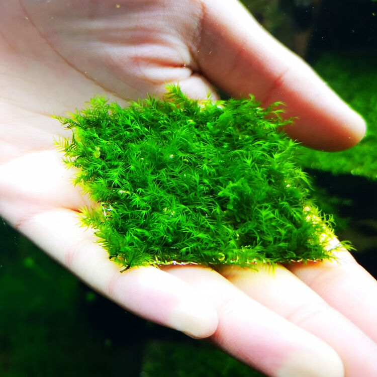 趣乐多莫斯水草植鱼水草活体水草鱼缸造景水族箱造景装饰小美凤莫斯网
