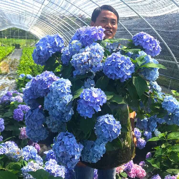 进口魔幻绣球花苗当年开花盆栽地栽植物绣球苗紫阳花八仙花洋绣球无尽夏15年苗 图片价格品牌评论 京东