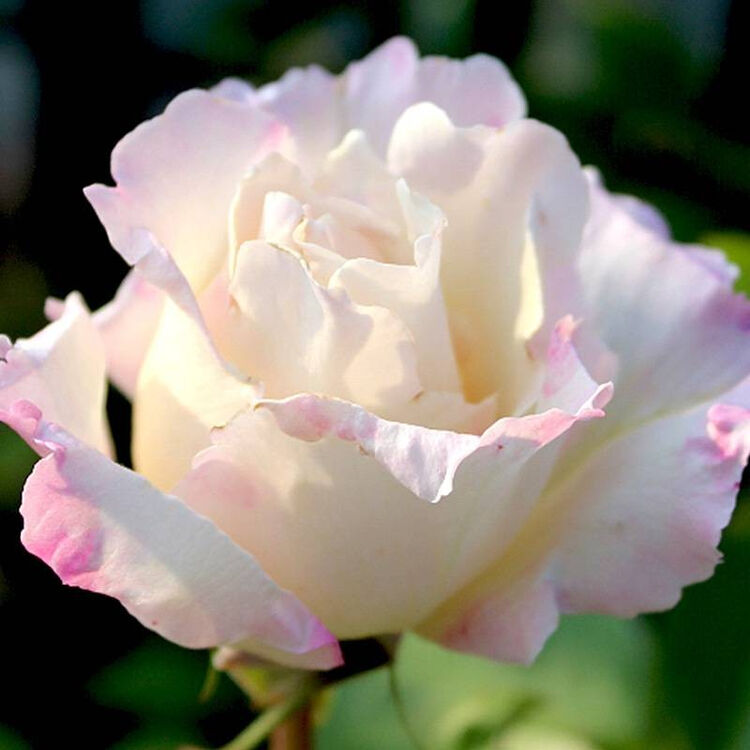 链接整合进口重瓣淡香型月季10l大苗天宫公主日本河本系列花园庭院