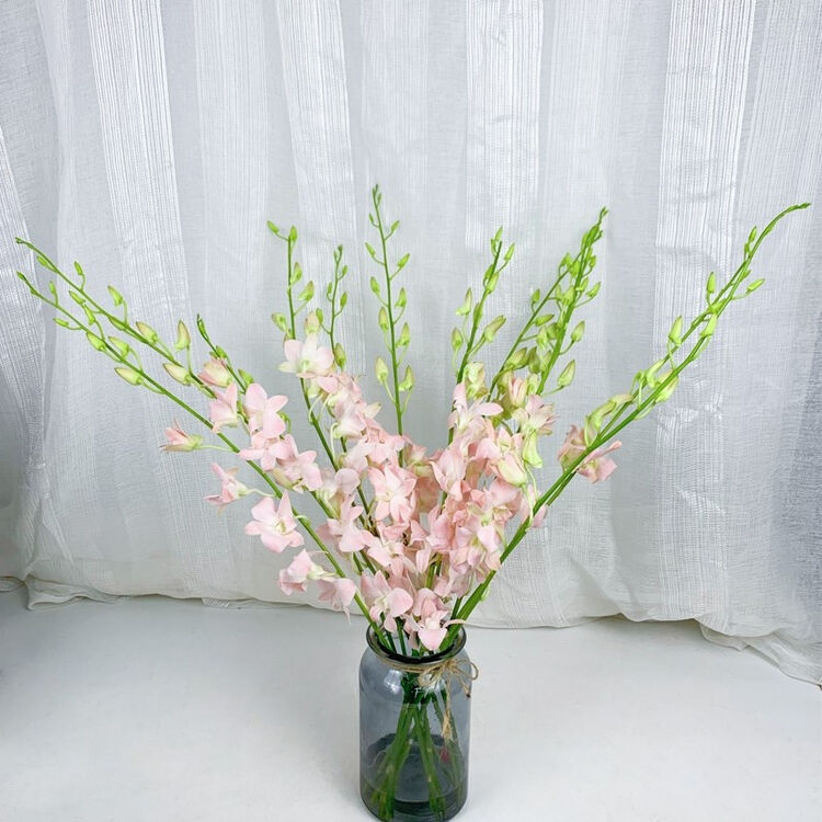 花易宝泰国洋兰花束云南昆明鲜花批发家居花材礼物装饰粉色洋兰12支送保鲜剂12枝 袋 图片价格品牌评论 京东