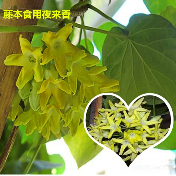 食用夜来香树苗藤本花卉植物爬藤千里香花苗夜兰香夜香花驱蚊虫30厘米左右高不含盆 图片价格品牌评论 京东