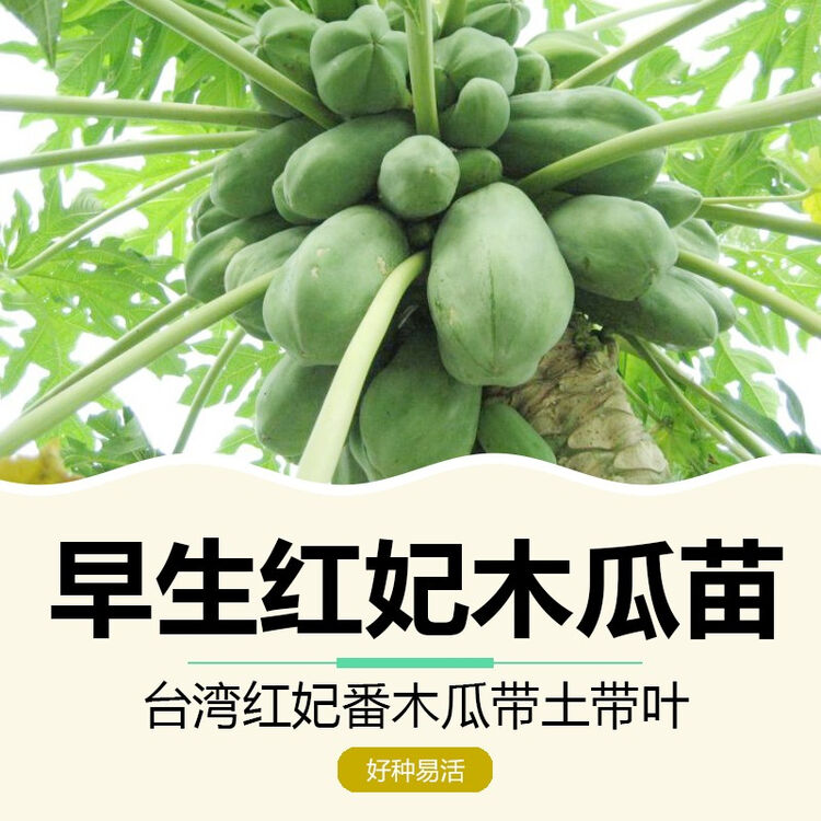 木瓜苗台湾番木瓜树苗红肉黄肉木瓜苗新奇果树苗果苗盆栽当年结果红肉木瓜当年苗15 cm高 图片价格品牌评论 京东