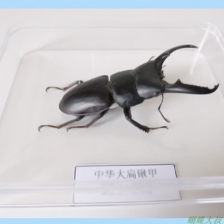 昆虫标本蝴蝶标本昆虫标本真虫独立盒包装学校幼儿园教学生物锹甲 中国大扁锹 图片价格品牌评论 京东