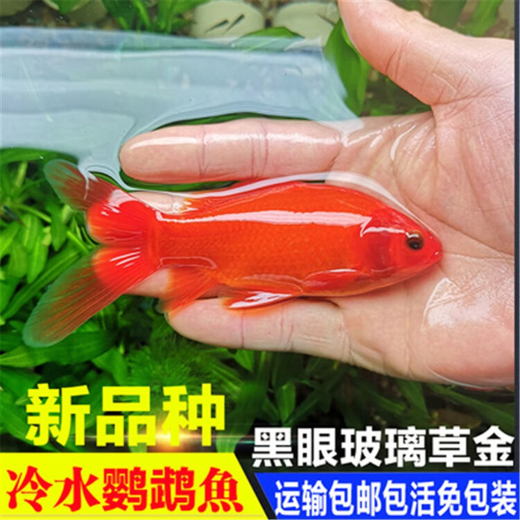 活体宠物水族观赏鱼冷水血鹦鹉发财鱼葡萄眼黑眼草金好养金鱼红草金风水鱼活体冷水血鹦鹉10 13cm 三条 图片价格品牌评论 京东 活体宠物水族观赏鱼冷水血鹦鹉发财鱼葡萄眼黑眼草金好养金鱼红草金风水鱼活体冷水血鹦鹉10 13cm 三条 图片价格品牌评论 京东