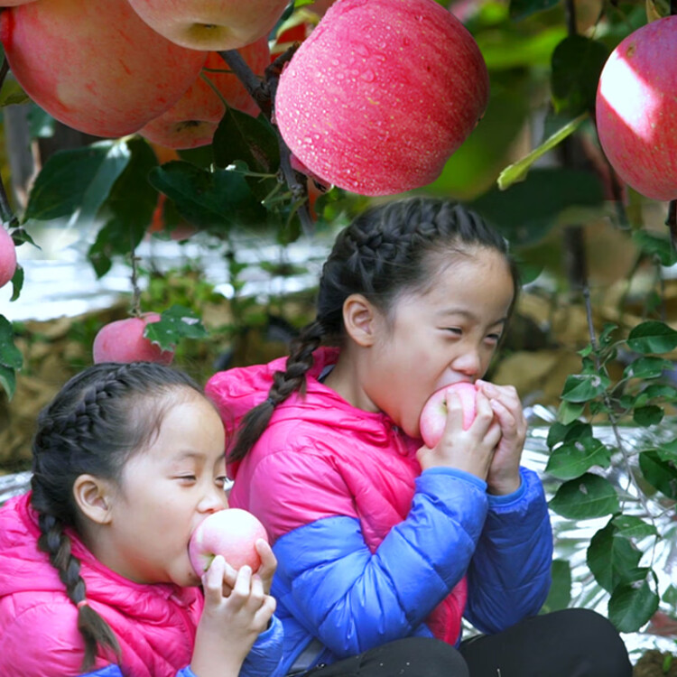 京鲜生 烟台红富士苹果8个 单果160-190g 新鲜水果 光明服务菜管家商品 