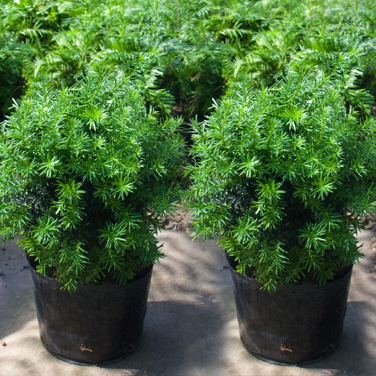 常绿客厅阳台庭院送礼物可结果挂果6年龄球型款曼地亚红豆杉育苗袋2盆