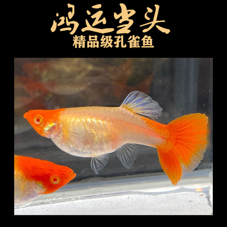 撈魚 鱂科gambusia Affinis 食蚊魚大肚魚poecilia Reticulata 孔雀魚野生孔雀魚 Guppy Million Fish 潭子東寶七里香20140516
