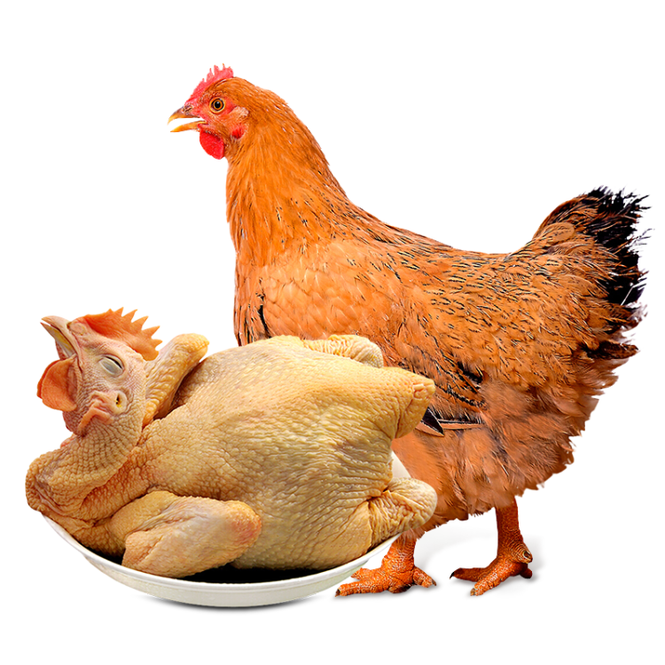 溫氏 供港黃油雞1.2kg 冷凍 農家土雞母雞走地雞 慢養110天以上
