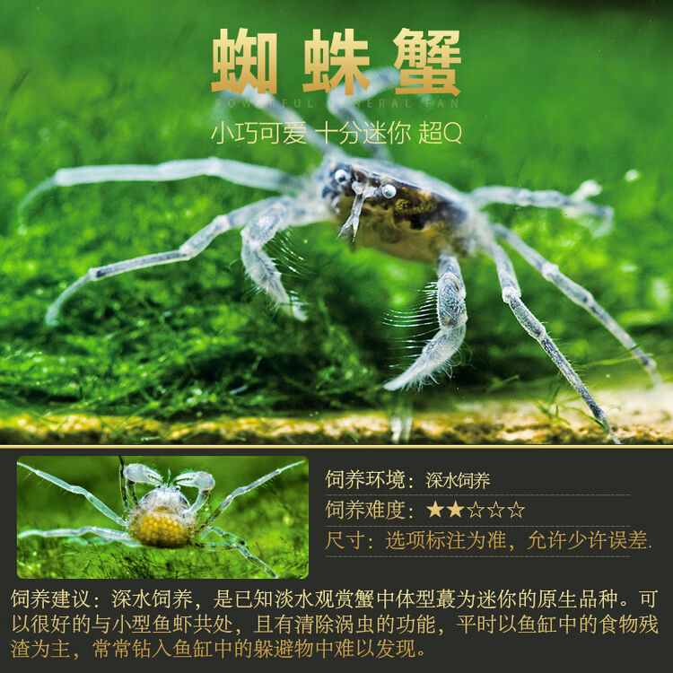 辣椒蟹蜘蛛蟹相手蟹恶魔蟹南海溪蟹红勾手蟹豹点蟹活体观赏宠物蟹10只蜘蛛蟹 送1只0 2 0 6cm 图片价格品牌评论 京东