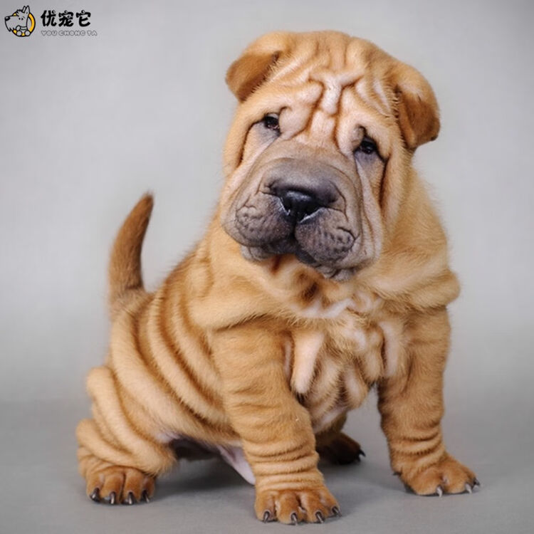 优宠它沙皮犬活物纯种血统皱皮沙皮狗狗活体宠物狗幼犬原种沙皮骨沙斗狗幼崽沙皮幼狗公母有视频选狗双血统赛级 带四证 公 图片价格品牌评论 京东