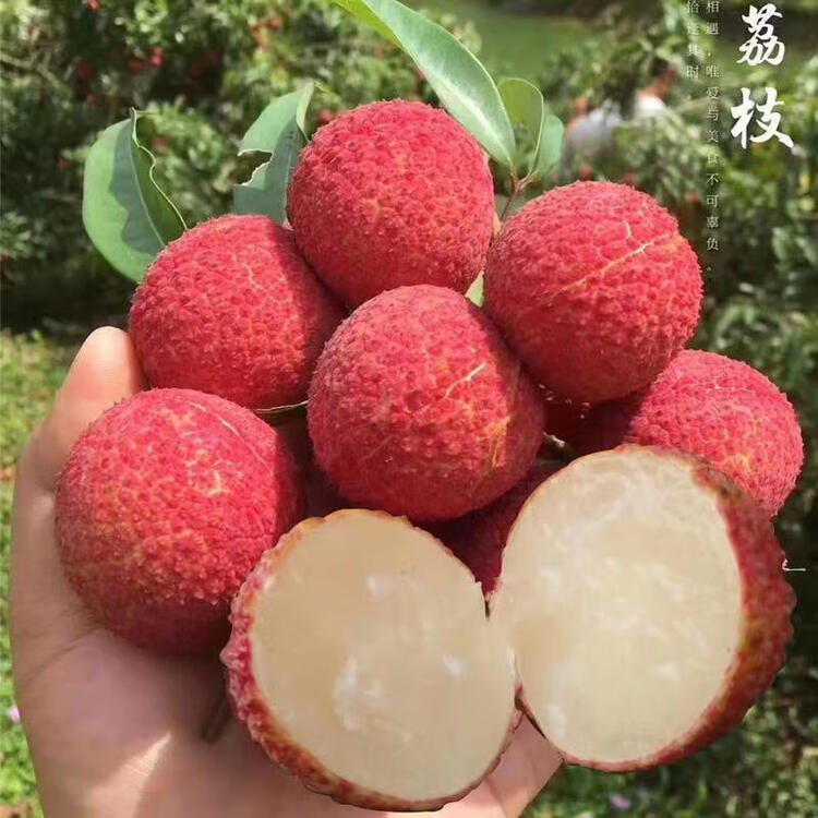 茗贺无核荔枝新鲜现摘精品高端水果茘枝纯甜王荔枝稀少品种桂味荔枝 2斤【图片 价格 品牌 评论】-京东