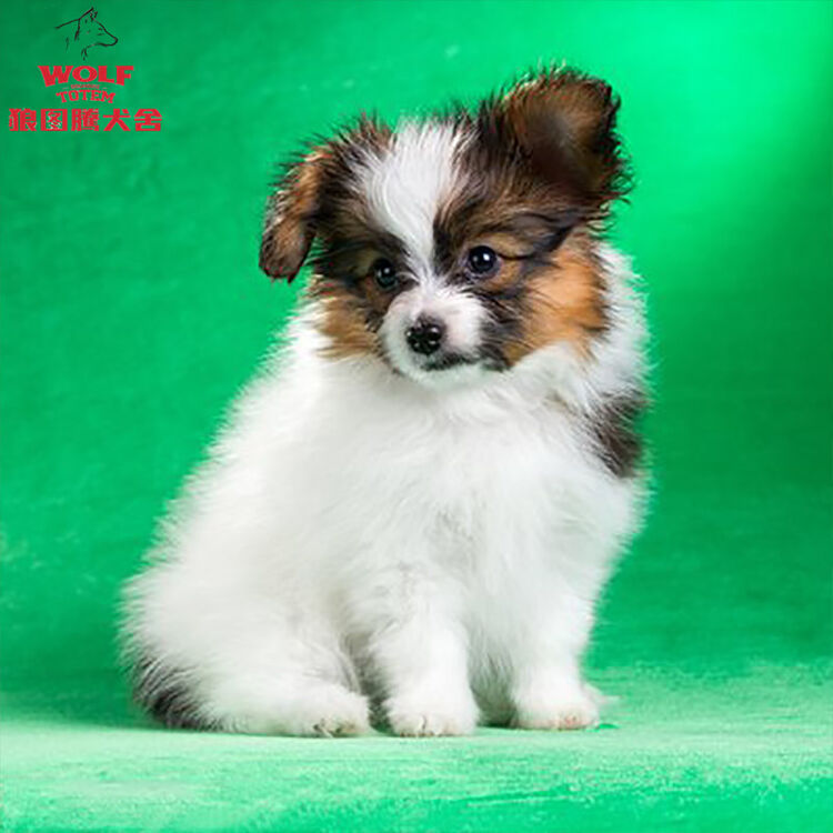 狼图腾蝴蝶犬纯种蝴蝶犬幼犬活体宠物狗狗北京犬活体狗狗幼犬家养蝴蝶犬狗宠物狗活体双血统a级 图片价格品牌评论 京东