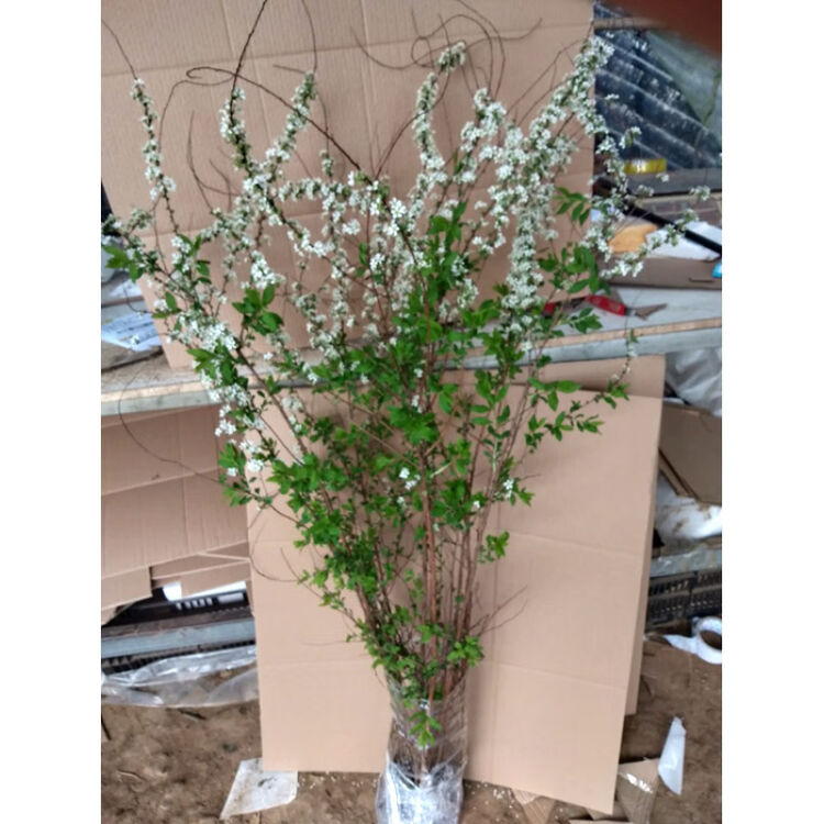 雪柳苗盆栽植物喷雪花绿植花卉冬季耐寒开花鲜切枝条珍珠梅小手球雪柳喷雪花 1米左右 带花苞大苗不含盆 图片价格品牌评论 京东