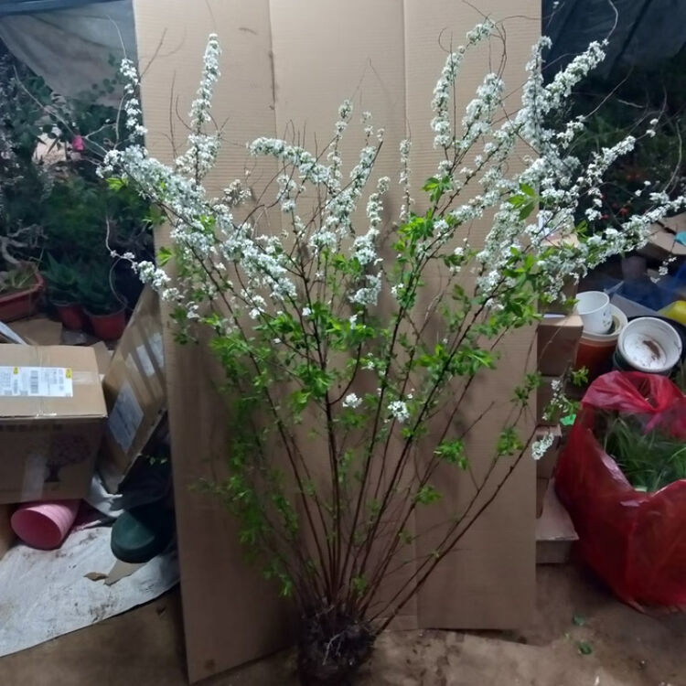 雪柳苗盆栽植物喷雪花绿植花卉冬季耐寒开花鲜切枝条珍珠梅小手球雪柳喷雪花大苗 1 2左右 多分支造型好不含盆 图片价格品牌评论 京东