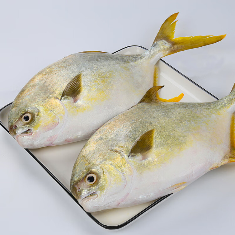 翔泰 冷冻海南金鲳鱼900g 2条装 ASC 鱼类生鲜 火锅食材 海鲜水产 光明服务菜管家商品 