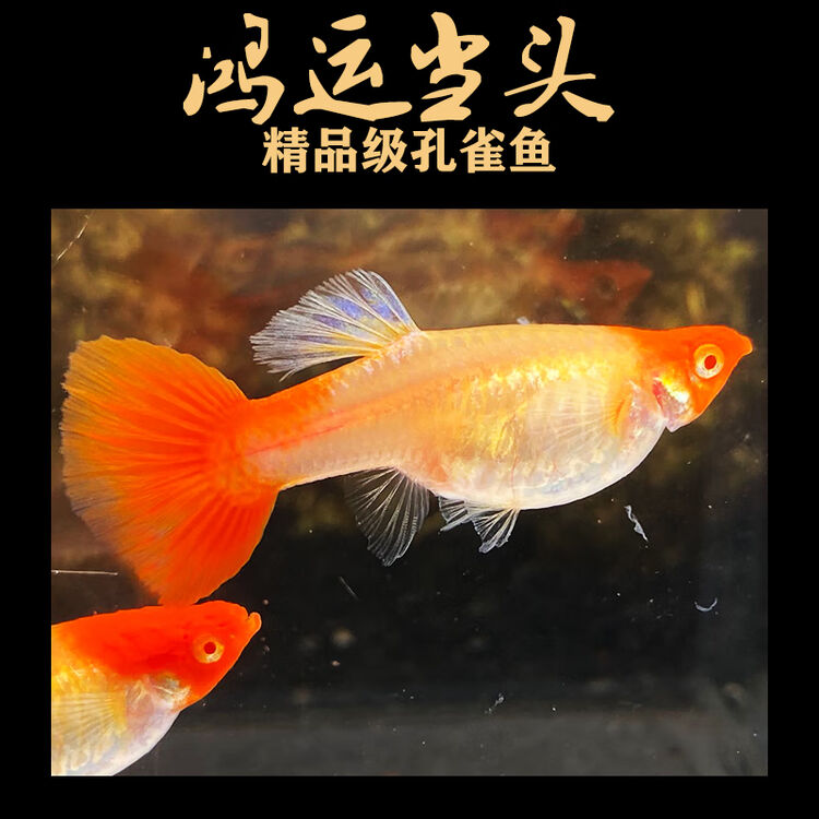萌萌哒鸿运当头孔雀鱼包精品旺风旺水红头纯种下崽狂魔怀孕母鱼大肚鸿运当头公母配对 3 5 5cm 母鱼是大肚怀孕 图片价格品牌评论 京东