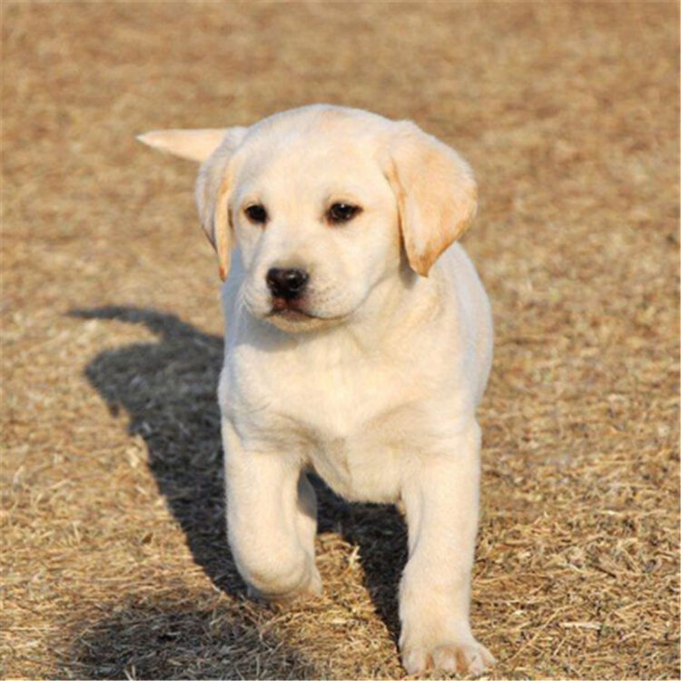 纯种拉布拉多幼犬活体神犬小七导盲犬黑色拉布拉多幼犬宠物狗活体宠物狗狗拉布拉多公母都有包纯种