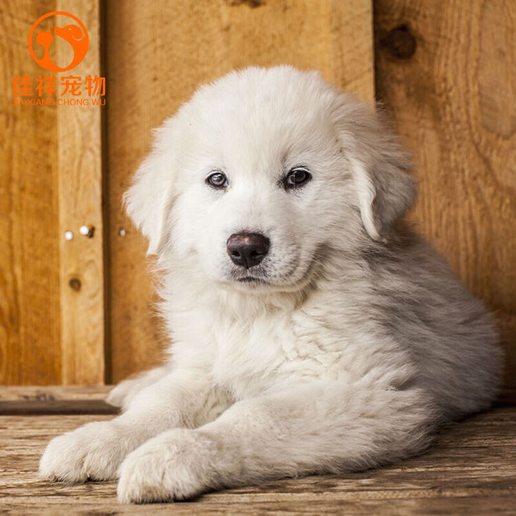 品质保障 大白熊犬宠物狗狗活体大白熊幼犬大白熊幼犬幼崽颜值s级公 图片价格品牌评论 京东