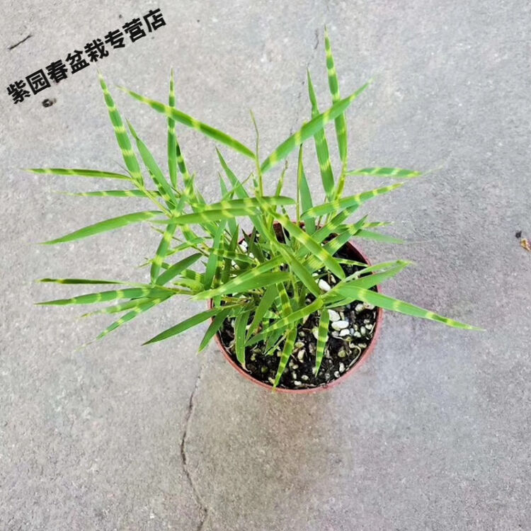 园艺斑纹竹日本山野草虎斑风竹斑入风竹澳洲风竹菲白竹盆栽虎斑竹虎斑风竹两年苗含盆 图片价格品牌评论 京东
