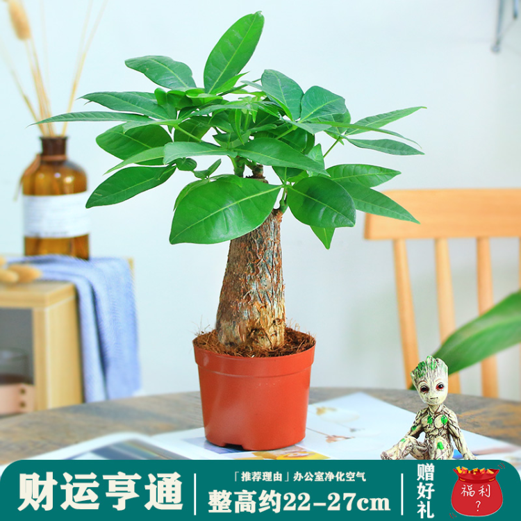 发财树盆栽植物室内花卉植物室内花绿植室内客厅招财树好养小盆栽 财运亨通 1年生 单株发财树原盆 图片价格品牌评论 京东