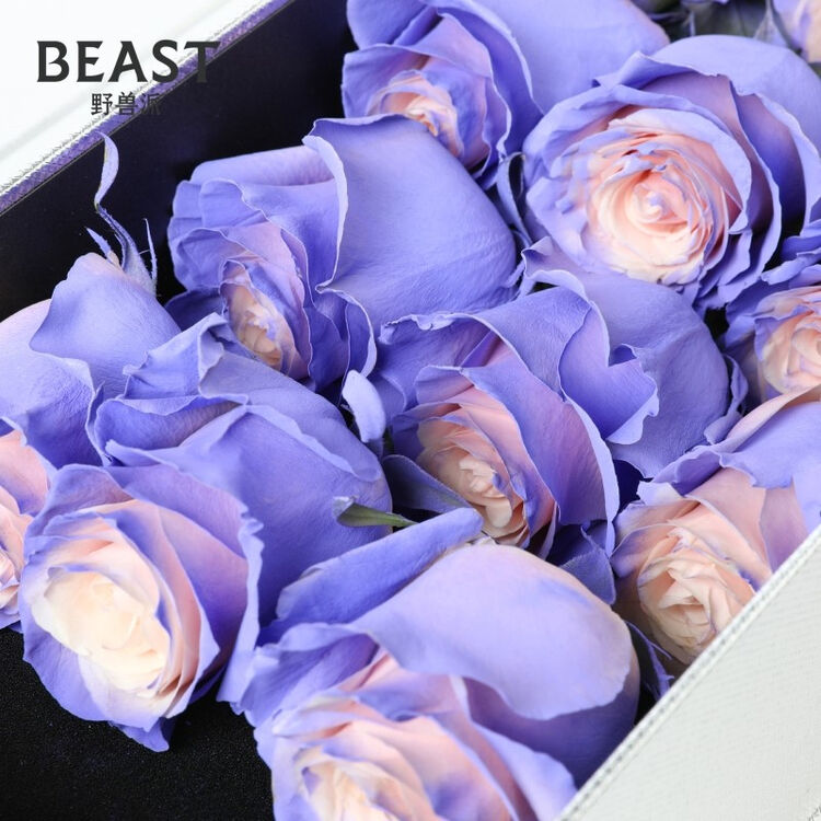 the beast 野兽派爱你嗷呜醉虎下山仙女紫枪炮玫瑰花鲜花礼盒12支鲜花
