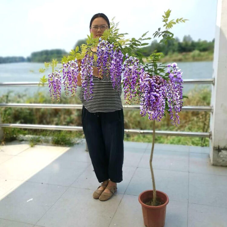 紫藤花树苗庭院树紫藤树苗日本多花紫藤花苗树苗爬藤花树苗盆栽地栽攀援围墙绿植花卉植物南京紫藤12公分粗 图片价格品牌评论 京东