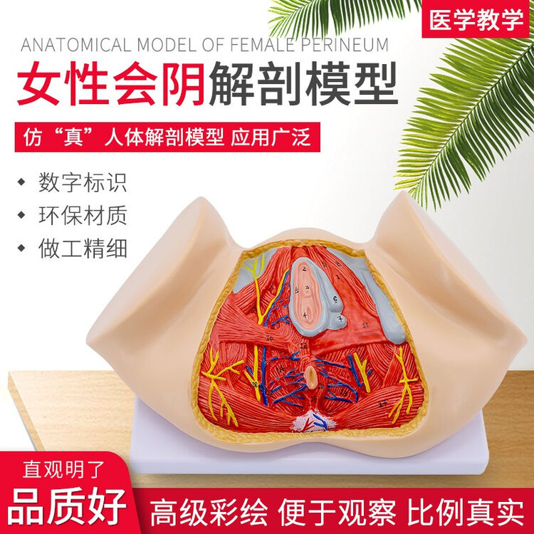 女性会阴模型会阴解剖模型妇科解剖模型女性生殖器官解剖模型女性会阴解剖 图片价格品牌评论 京东