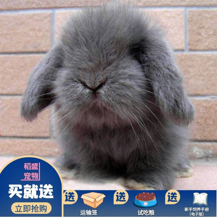 Double Yellow宠物兔兔活物垂耳兔活体黄色兔子宝宝道奇幼崽灰色迷你茶杯兔紫灰垂耳兔1只 图片价格品牌评论 京东