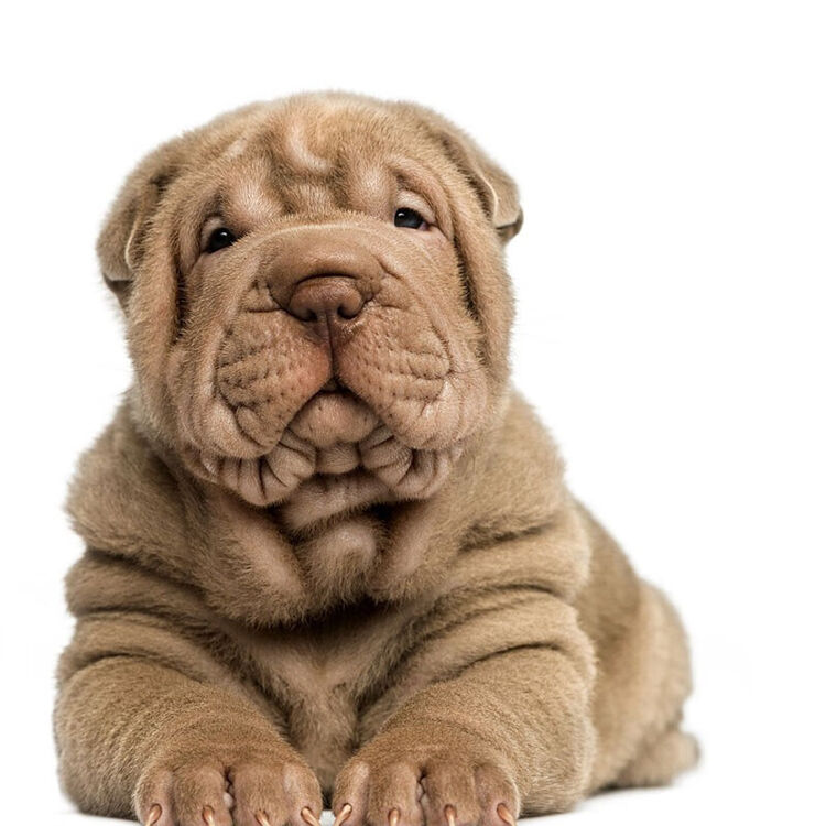 30天质保 沙皮狗幼犬活体幼崽沙皮狗幼犬活体纯种宠物狗狗沙皮犬幼崽血统级公 图片价格品牌评论 京东