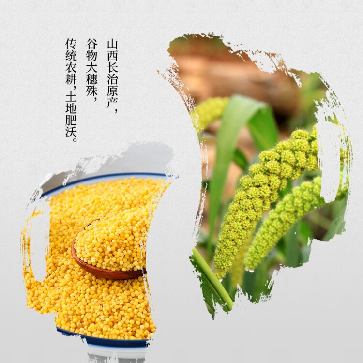 十月稻田 24年新米 山西黄小米 2.5kg 五谷杂粮 粗粮 早餐小米粥 真空5斤 菜管家商品