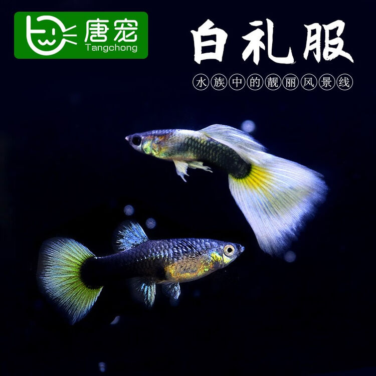 唐宠孔雀鱼热带鱼观赏鱼活体纯种花鳉小型鱼淡水鱼胎生繁殖凤尾鱼孕母套餐胎生繁殖景观鱼水族宠物鱼白礼服孔雀2对 图片价格品牌评论 京东 唐宠孔雀鱼热带鱼观赏鱼活体纯种花鳉小型鱼淡水鱼胎生繁殖凤尾鱼孕母套餐胎生繁殖景观鱼水族宠物鱼白礼服孔雀2对 图片价格品牌评论 京东