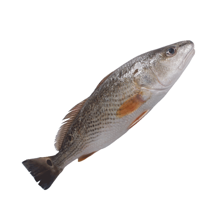 壹条鱻 液氮锁鲜 国产冷冻三去红鱼 斑点尾鲈(去鳃去鳞去内脏) 450g 1